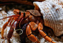 Can Hermit Crabs Eat Mealworms