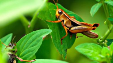 Do Grasshoppers Eat Ants