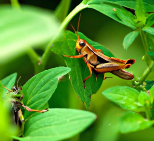 Do Grasshoppers Eat Ants