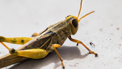 Do Grasshoppers Turn Into Locusts