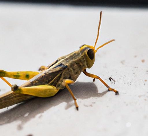 Do Grasshoppers Turn Into Locusts